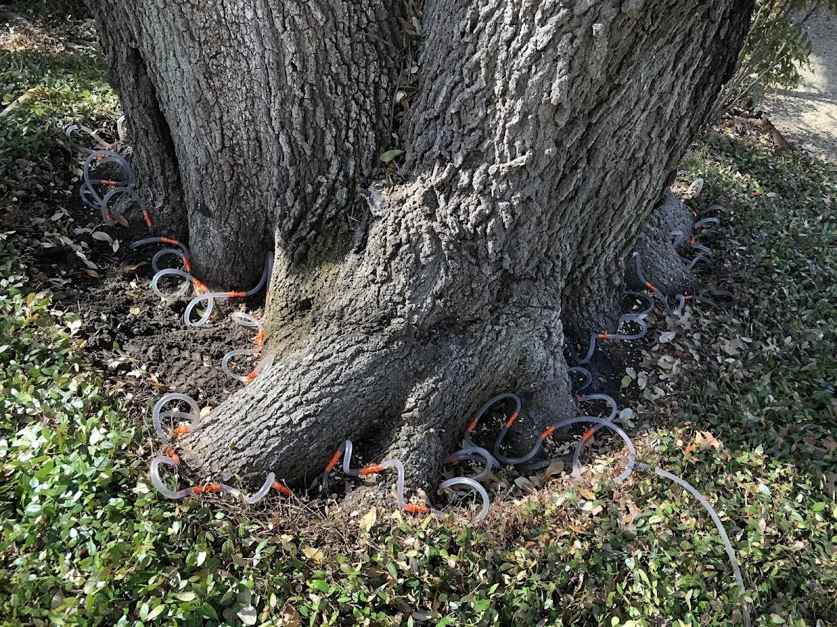 Detailed Shrub and Hedge Trimming job site in Tyler