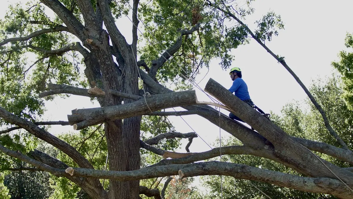 Professional Hazardous Tree Removal performed by certified arborists in Tyler